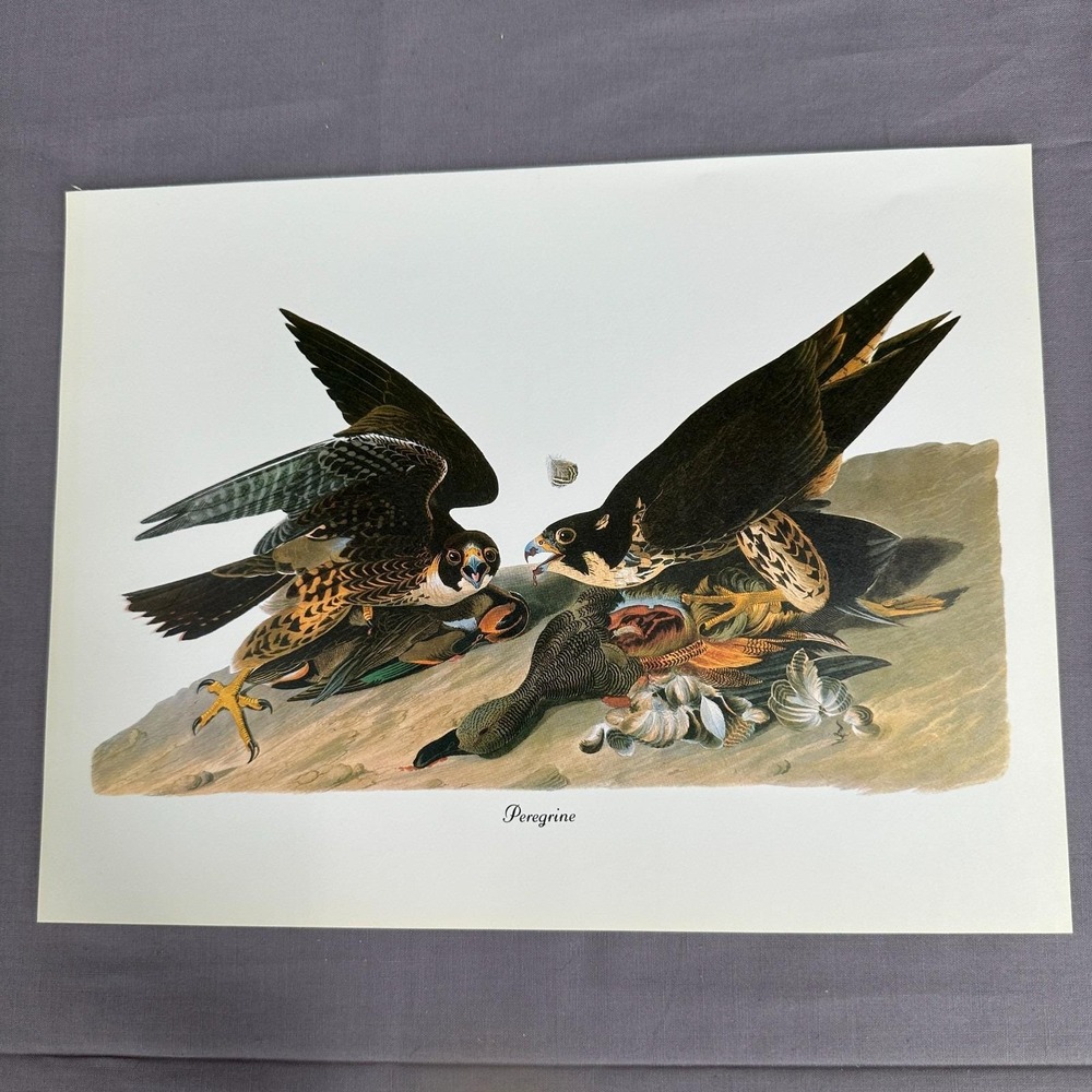 1950 Vintage Print Peregrine Falcon American Bird Art Illustration Audubon 11x8